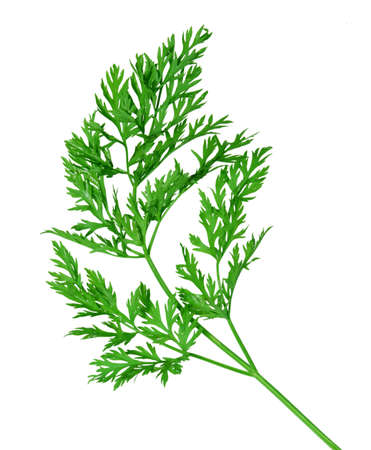 Carrot leaves on branch isolated on white