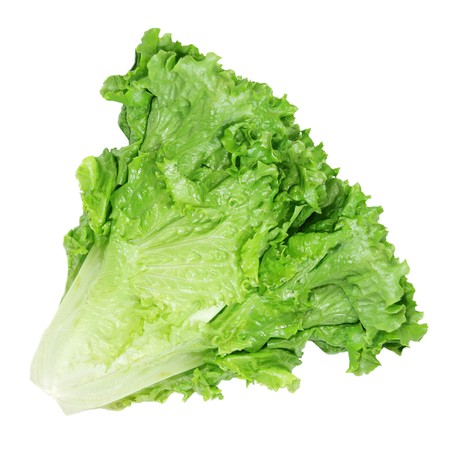 Single lettuce plant, isolated on white backgroundの写真素材