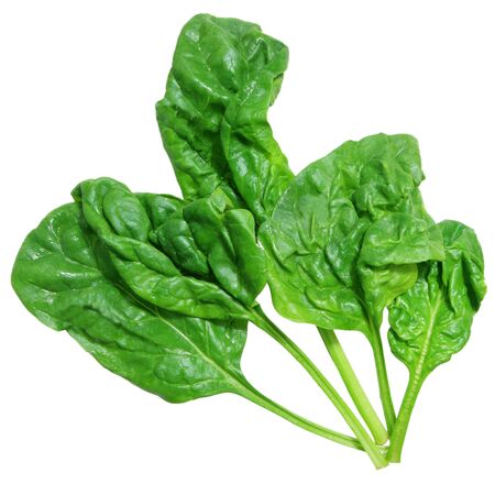 Group of curly spinach leaves isolated on whiteの写真素材