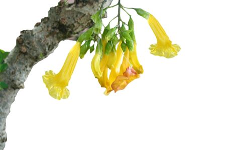 Yellow orchid bell flower isolated on whiteの写真素材