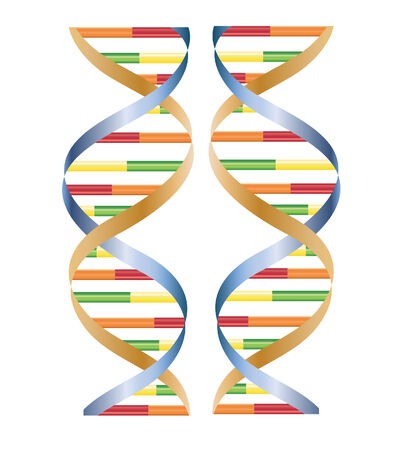 vector of DNA isolated on whiteのイラスト素材