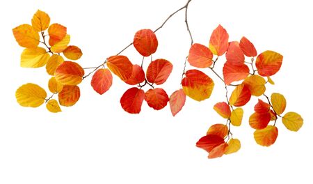 branch of fothergilla leaves isolated on white backgroundの写真素材