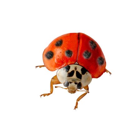 alive lady bug isolated on white backgroundの写真素材