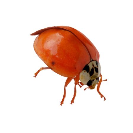 single alive ladybug isolated on white backgroundの写真素材
