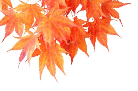 Red maple leaves in the autumn season isolated on whiteの写真素材