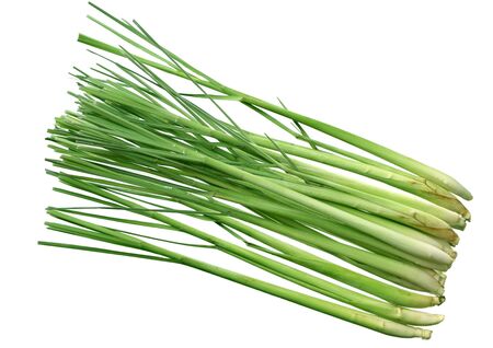 Group of fresh lemongrass stems isolated on whiteの写真素材