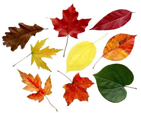 Set of autumn leaves isolated on whiteの写真素材