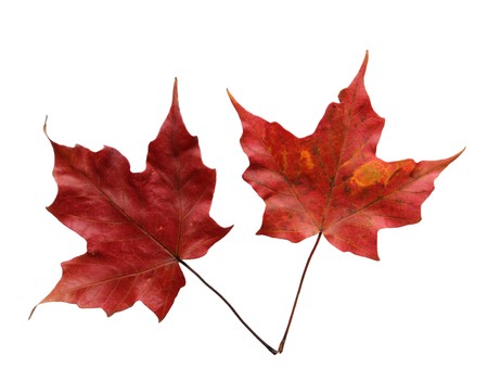 Two red maple leaves isolated on whiteの写真素材