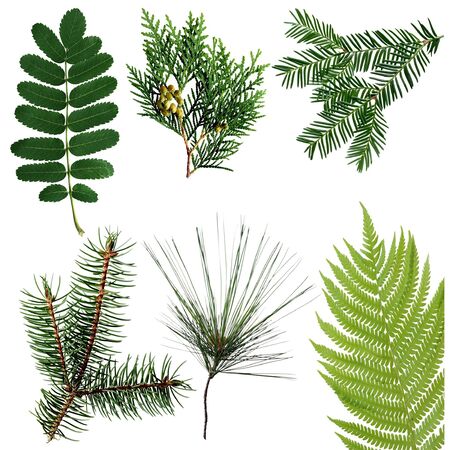 Set of leaves isolated on white background