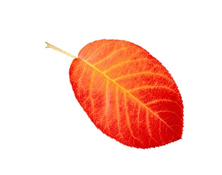 Single orange leaf isolated on white backgroundの写真素材