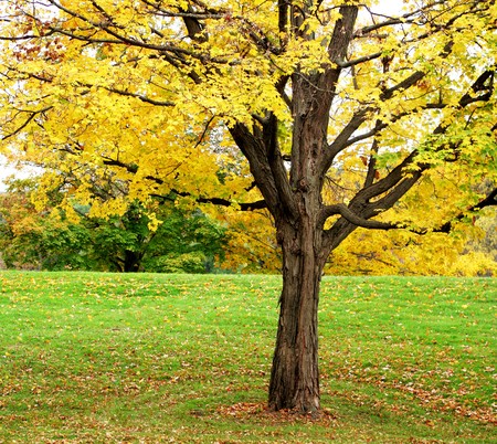 Single yellow maple tree in the park