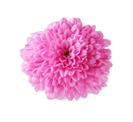 single pink hardy mum flower isolated on whiteの写真素材