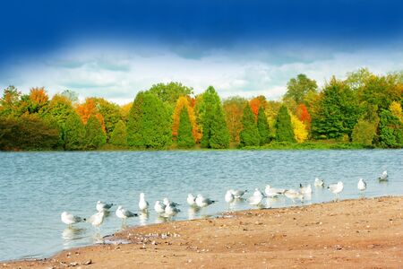 Seagull at the lake in the autumn seasonの写真素材