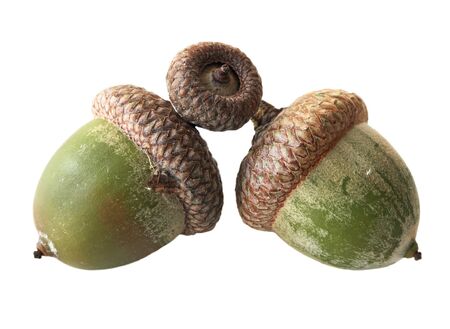 Three fresh acorn isolated on white backgroundの写真素材