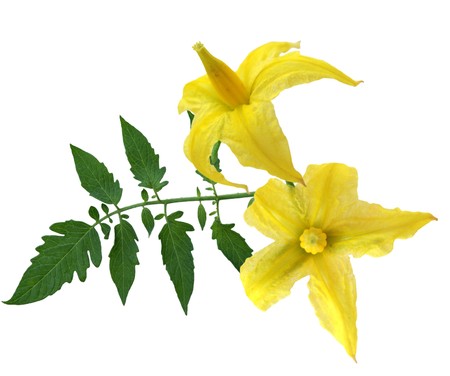 Tomato flowers and leaf isolated on whiteの写真素材