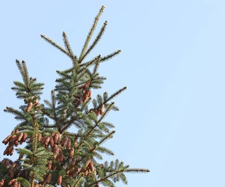 Balsam fir coniferous tree with pine cone isolated on blue skyの写真素材