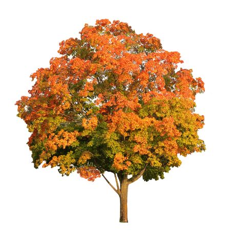 Sugar maple tree in the fall isolated on whiteの写真素材