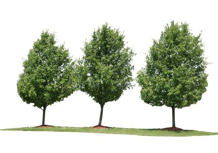 Three trees in a row, isolated on white