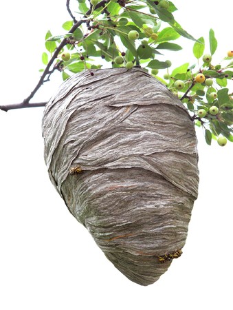 Beehive hanging over a cherry branch isolated on whiteの写真素材