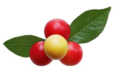 Red and yellow wild berries with leaves isolated on whiteの写真素材