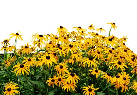 Black eye susan in the garden on white backgroundの写真素材
