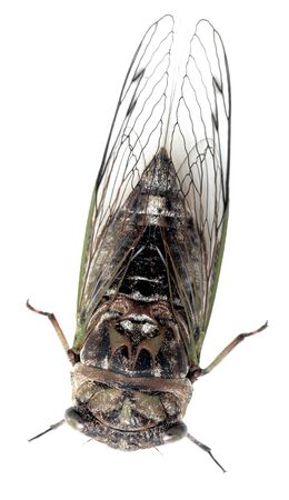 Summer of singing swamp cicada isolated on whiteの写真素材