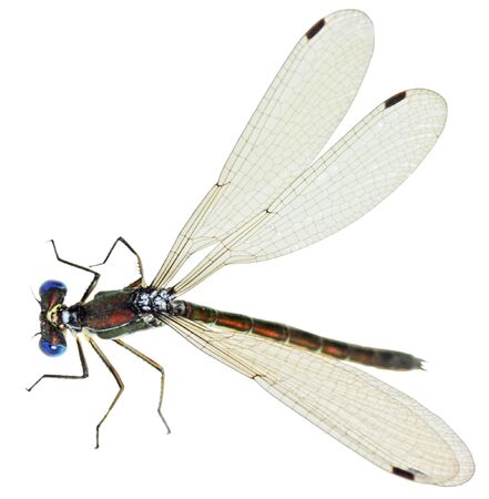 Tiny Brown Damselfly isolated on white backgroundの写真素材