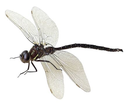 Black and green dragonfly isolated on white backgroundの写真素材