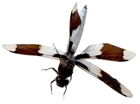 Brown and white dragonfly isolated on backgroundの写真素材