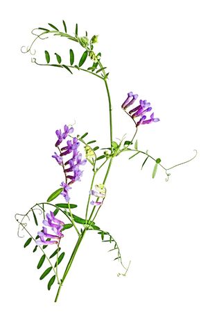 Elegant tiny purple wild flower, isolated on white background