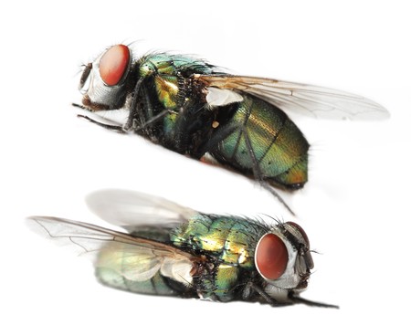 Blue bottle fly isolated on white backgroundの写真素材