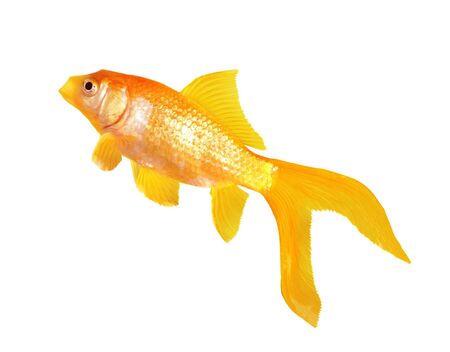 Single gold fish isolated on white backgroundの写真素材