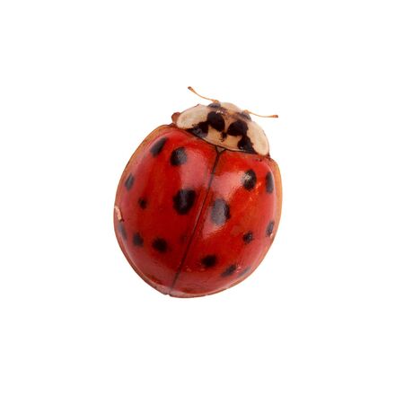 Tiny ladybug isolated on white background with path includedの写真素材