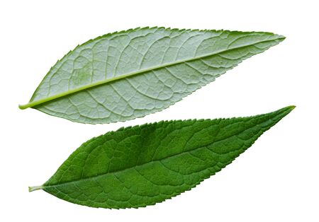Two side of a butterfly summer lilac leaf, isolated on white