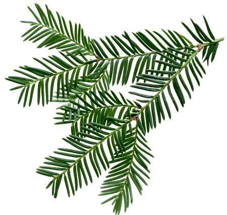 Fresh Pine leaves isolated on white backgroundの写真素材