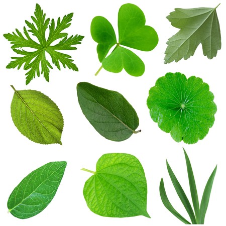 Set of leaves isolated on white background