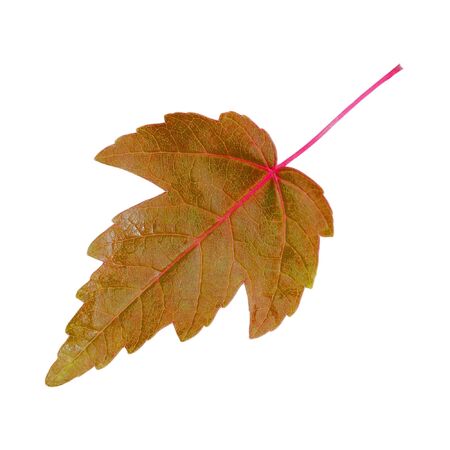 Brown maple leaf with pink stem isolated on whiteの写真素材