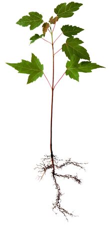 Young maple tree with root, isolated on whiteの写真素材