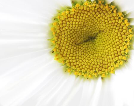 White daisy stamens and pistilの写真素材