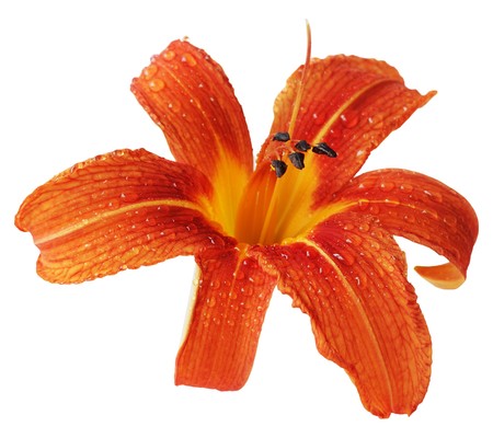 Orange daylily isolated on white backgroundの写真素材