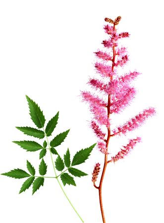 Single false spirea flower branch and leaf, isolated on whiteの写真素材