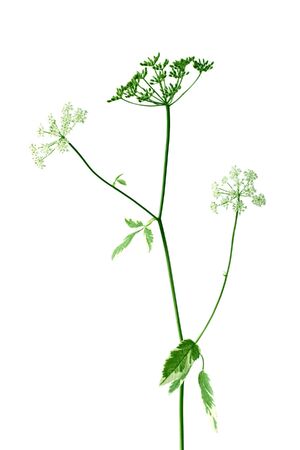 Branch of goutweed isolated on whiteの写真素材