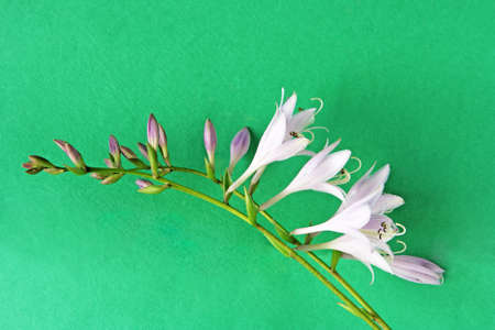 Two clusters of hosta flowers on green background