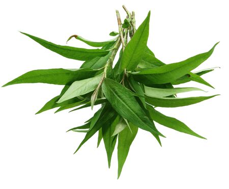Hot mint laksa leaves, isolated on white backgroundの写真素材