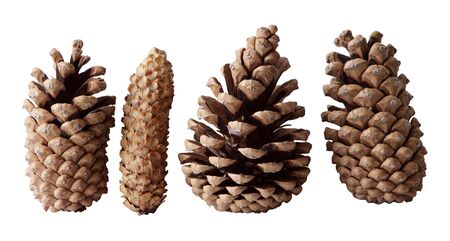 Four pine cones isolated on white