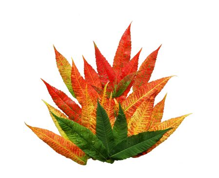 Colorful sumac leaves isolated on white background