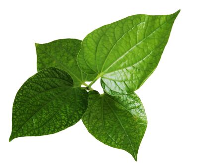 Four wild betal leaves piper leaf isolated on whiteの写真素材