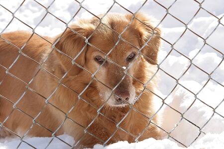 Alone dog behind the fence in the snowの写真素材