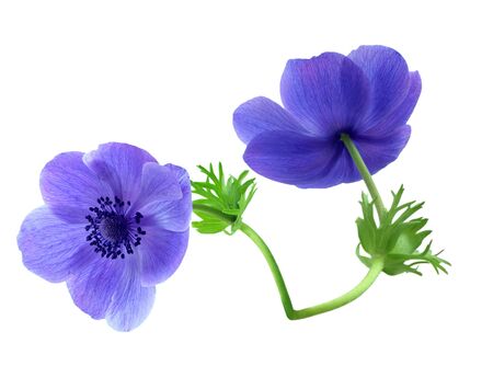 Two anemone flowers isolated over whiteの写真素材