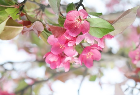 CherryRedの写真素材